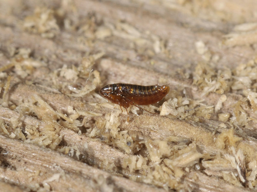 Siphonaptera?  S, Ceratophyllidae: cfr. Ceratophyllus sciurorum